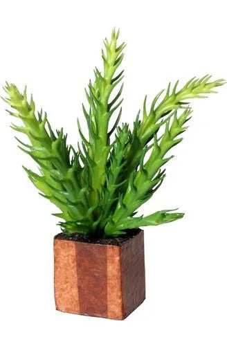 Cult Design Kub Euphoria cactus