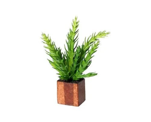 Cult Design Kub Euphoria cactus
