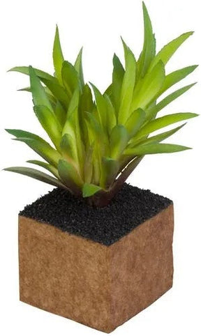 Cult Design Kub Carex Planta